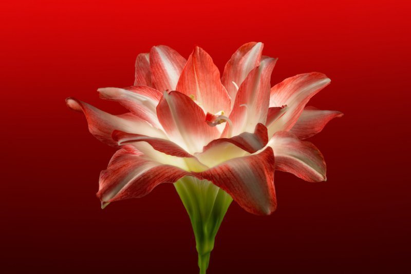 Luminescent Red Amaryllis