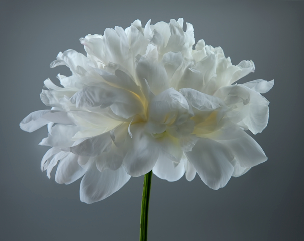 White Peony