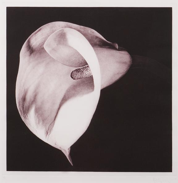 Dark Sepia Calla, 1987